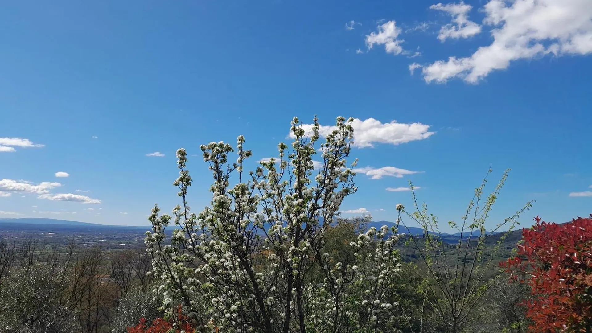 Il Cedro Hotel Montecatini Terme