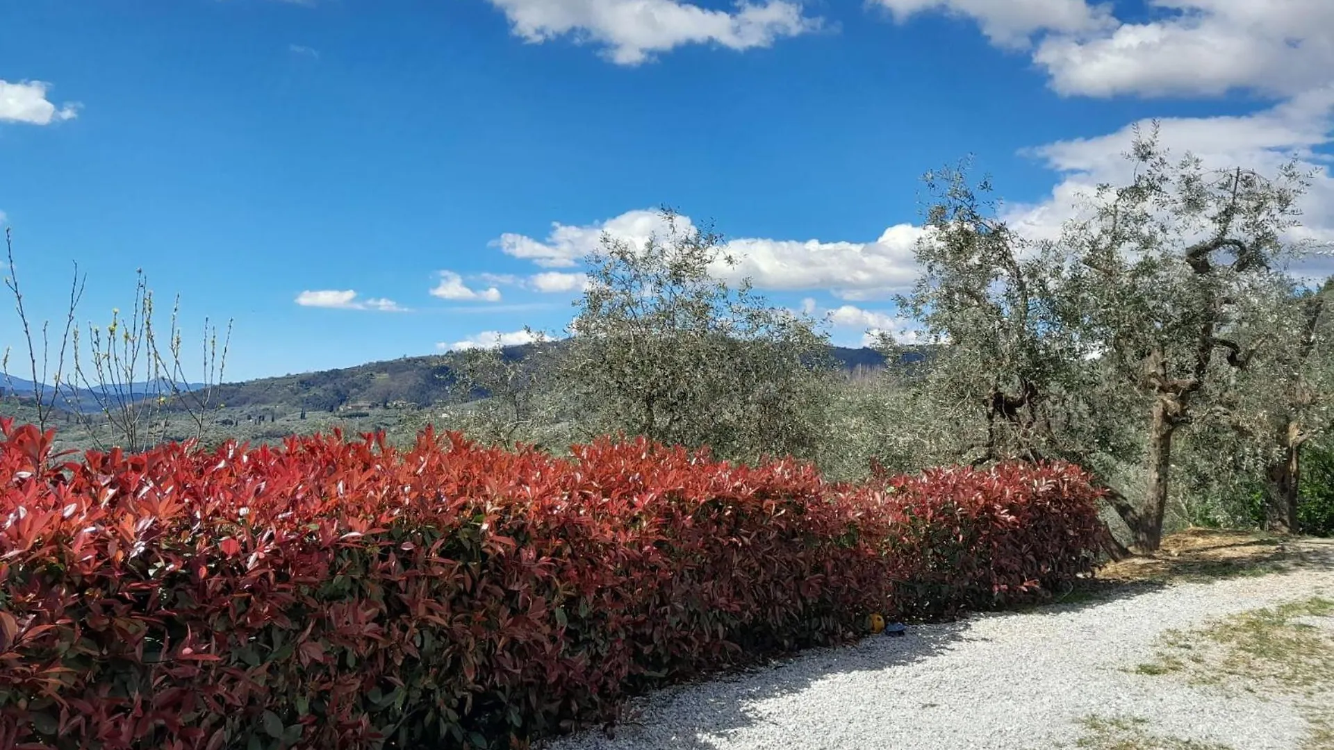 Guest house Il Cedro Hotel Montecatini Terme Italy